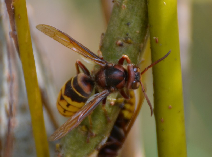 Vespa crabro su Salix viminalis